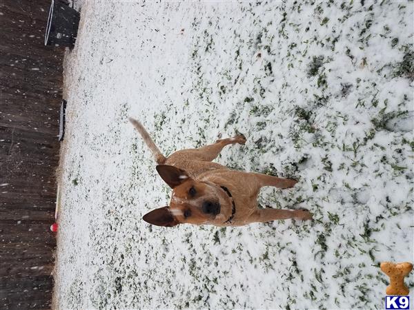 ACD Picture 1